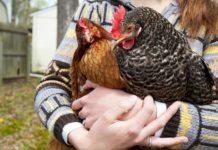 Gallina, animale domestico e da compagnia | Tuttosullegalline.it