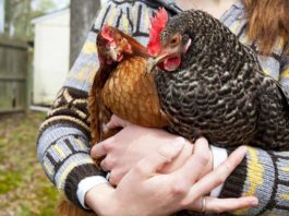 Gallina, animale domestico e da compagnia | Tuttosullegalline.it