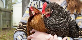 Gallina, animale domestico e da compagnia | Tuttosullegalline.it