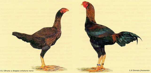 Gallina e Gallo di razza Combattente Malese nello standard FIAV