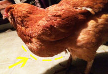 Gallina con gozzo gonfio e ostruito: cosa fare? | Tuttosullegalline.it