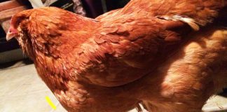 Gallina con gozzo gonfio e ostruito: cosa fare? | Tuttosullegalline.it