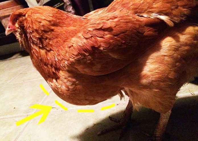 Gallina con gozzo gonfio e ostruito: cosa fare? | Tuttosullegalline.it