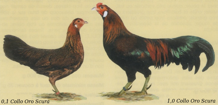 Gallina e gallo razza Giavanese nello standard FIAV