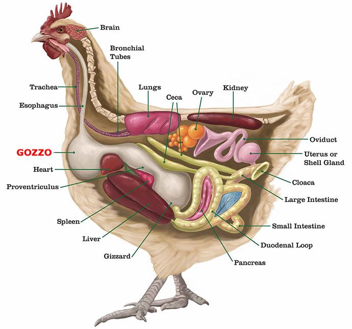 Ostruzione del gozzo nella gallina e il sistema digestivo