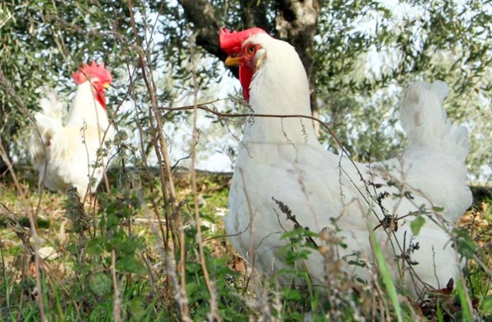 Valdarnese bianca: discreta gallina ovaiola italiana | Tuttosullegalline.it