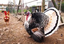 Biodiversità nel pollaio: come allevare insieme differenti specie avicole | Tuttosullegalline.it