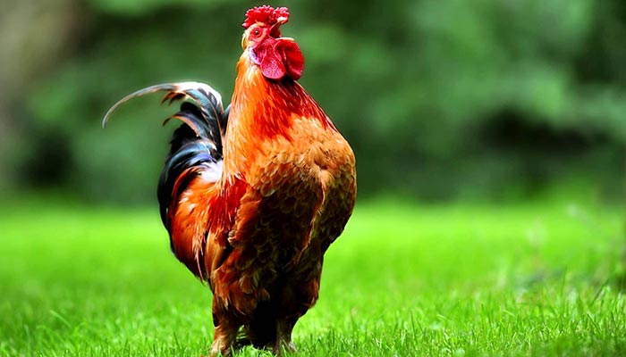 Il gallo dominante canta per affermare la propria superiorità