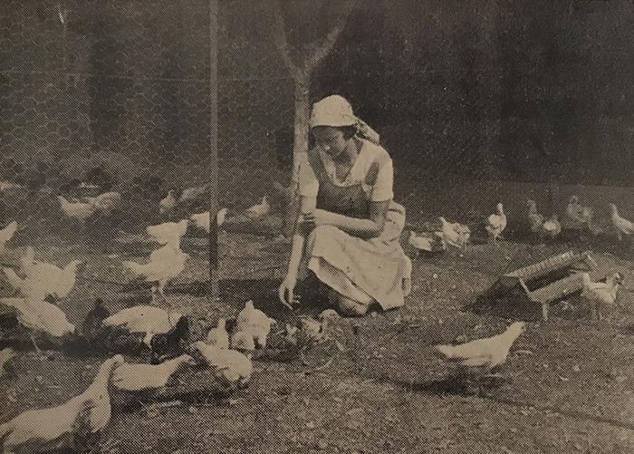 Corinna accudisce il pollaio con le galline livornesi