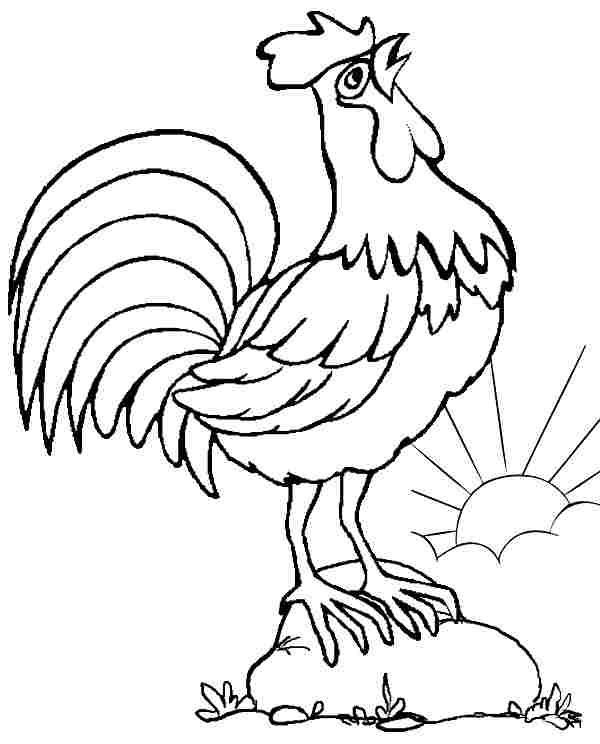 disegno di gallo da colorare