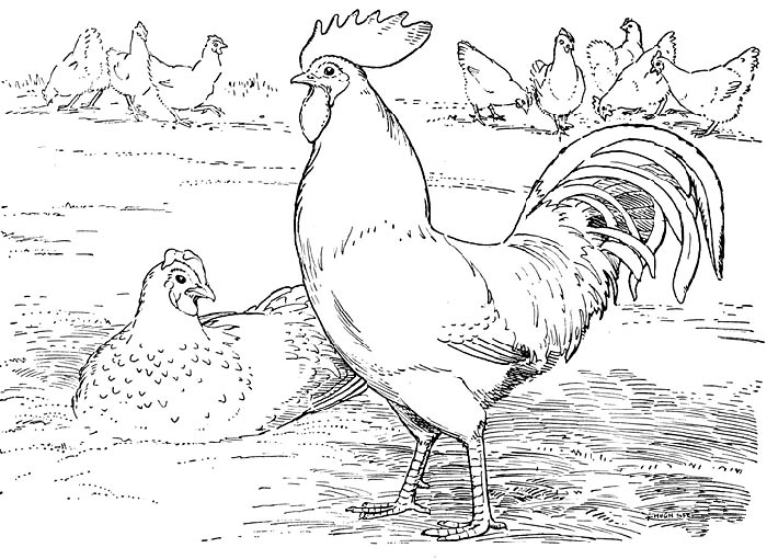 disegno di gallo da colorare