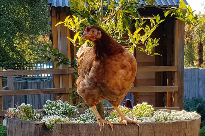 ISA Brown gallina ovaiola allevata in giardino