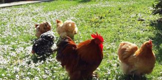 Il Pollaio di Silvano | Allevamento amatoriale galline ornamentali
