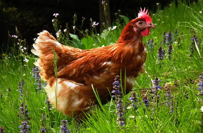 gallina ovaiola ISA Brown libera in natura