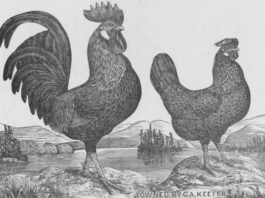 La gallina livornese sbarca in America, tra storia e leggenda | Tuttosullegalline.itLa gallina livornese sbarca in America, tra storia e leggenda | Tuttosullegalline.it