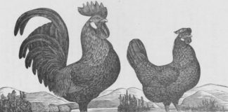 La gallina livornese sbarca in America, tra storia e leggenda | Tuttosullegalline.itLa gallina livornese sbarca in America, tra storia e leggenda | Tuttosullegalline.it