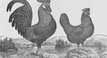 La gallina livornese sbarca in America, tra storia e leggenda