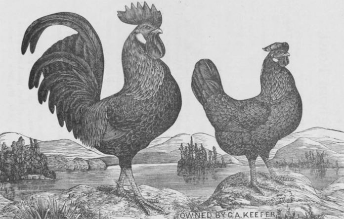 La gallina livornese sbarca in America, tra storia e leggenda | Tuttosullegalline.itLa gallina livornese sbarca in America, tra storia e leggenda | Tuttosullegalline.it