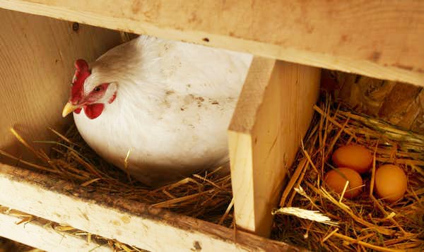 Gallina dominante sceglie il proprio nido nel ricovero