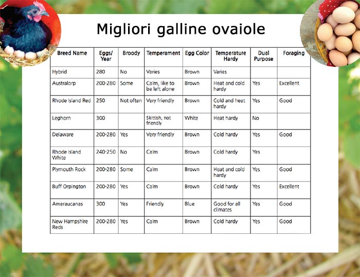 Tabella numero di uova deposte in un anno dalle migliori galline ovaiole