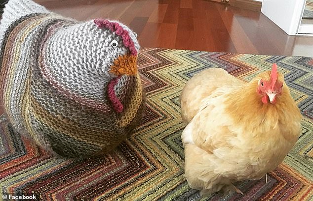 Gallina Brucie in casa