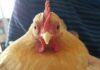 Brucie, la gallina fa ritorno in famiglia dopo una settimana di ricerche Brucie, la gallina fa ritorno in famiglia dopo una settimana di ricerche | Tuttosullegalline.it