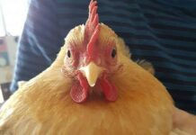 Brucie, la gallina fa ritorno in famiglia dopo una settimana di ricerche | Tuttosullegalline.it