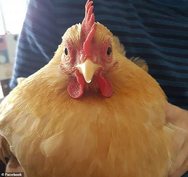 Brucie, la gallina fa ritorno in famiglia dopo una settimana di ricerche | Tuttosullegalline.it
