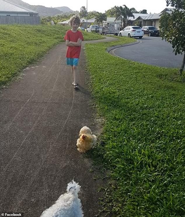 la gallina Brucie da pulcino con Finn