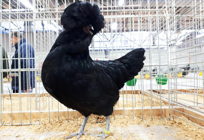 Come si preparano galli e galline per le mostre | Tuttosullegalline.it