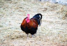 Come fare la lettiera permanente nel pollaio per la salute delle galline | Tuttosullegalline.it