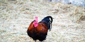 Come fare la lettiera permanente nel pollaio per la salute delle galline | Tuttosullegalline.it