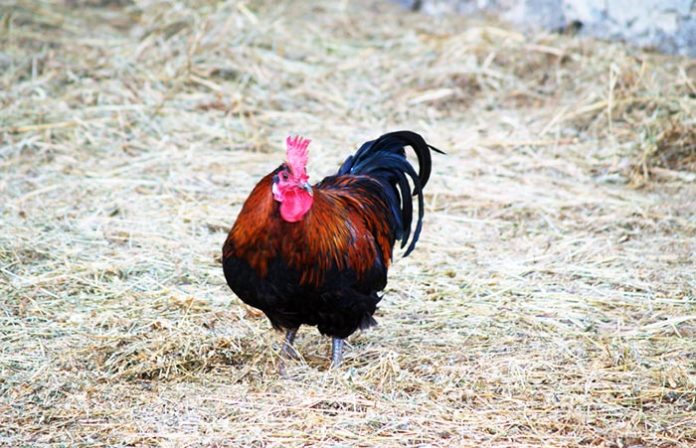 Come fare la lettiera permanente nel pollaio per la salute delle galline | Tuttosullegalline.it