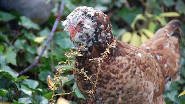 Bellissimo esemplare di gallina di razza Orloff