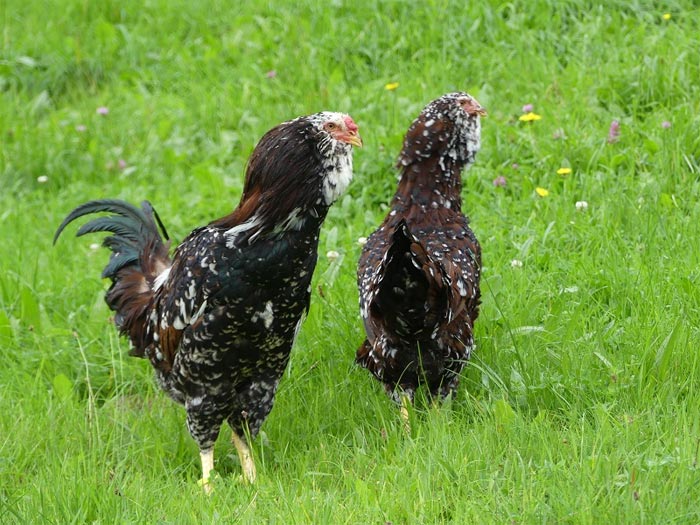 Gallo e gallina Orloff tricolore