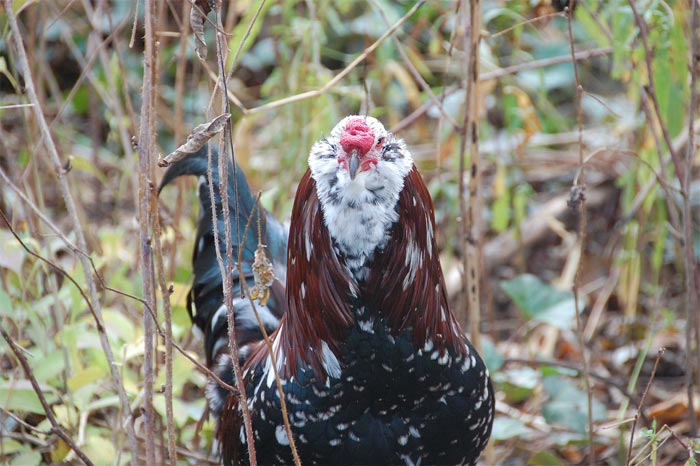 Gallo Orloff tricolore