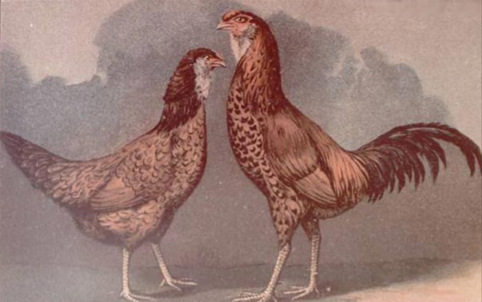 Gallo e gallina dell'antica razza di Gilan (Album of Husbandry Puoltry Breeds; 1905)