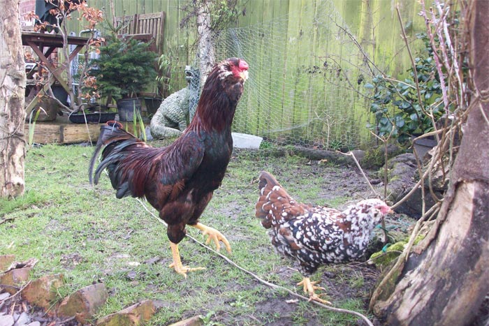 Gallo Orloff mogano e gallina Orloff tricolore bantam