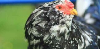 Orloff, l'antica razza avicola originaria della Russia | Tuttosullegalline.it