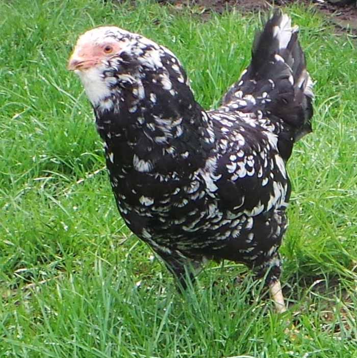 Gallina Orloff colorazione nera picchiettata bianca