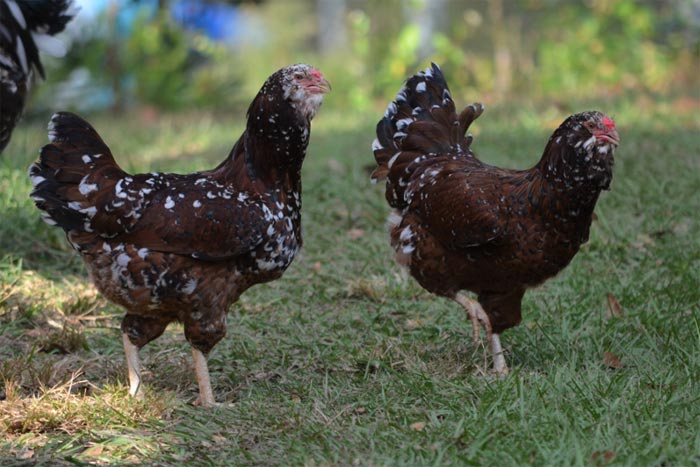 Galline Orloff tricolore