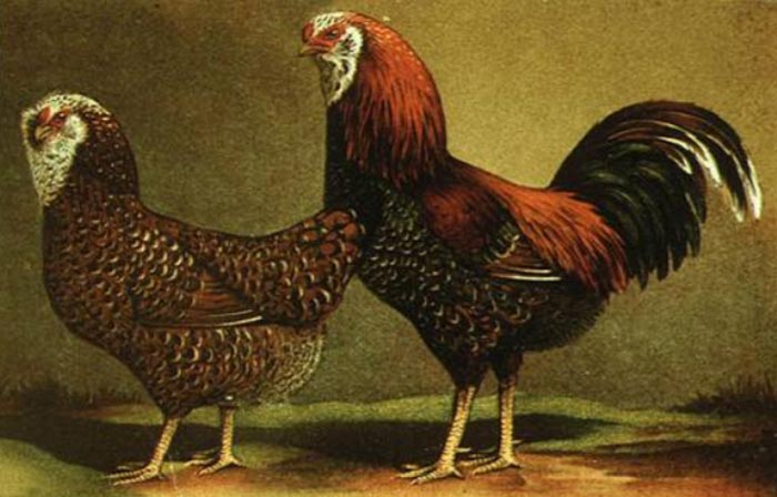 Gallo e gallina di razza Orloff spangled-picchiettato (Album of Husbandry Puoltry Breeds; 1905)