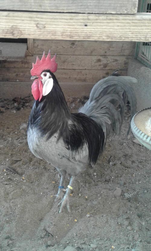 Anibal, gallo di razza Spagnola faccia bianca