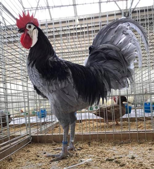 Gallo Spagnola faccia bianca, colorazione blu, Campionati Italiani Avicoltura 2018
