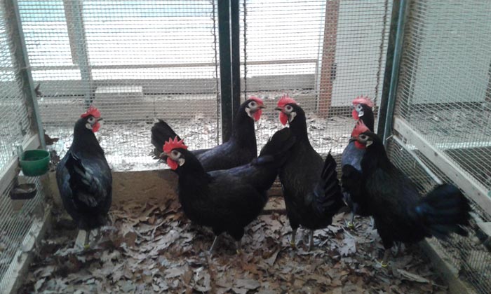 Galline di razza Spagnola faccia bianca