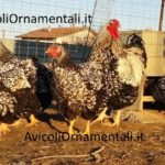 AvicoliOrnamentali.it | Allevamento galline ornamentali e ovaiole, Forlì, Emilia Romagna