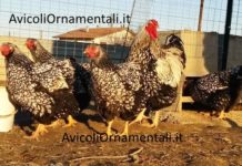 AvicoliOrnamentali.it | Allevamento galline ornamentali e ovaiole, Forlì, Emilia Romagna