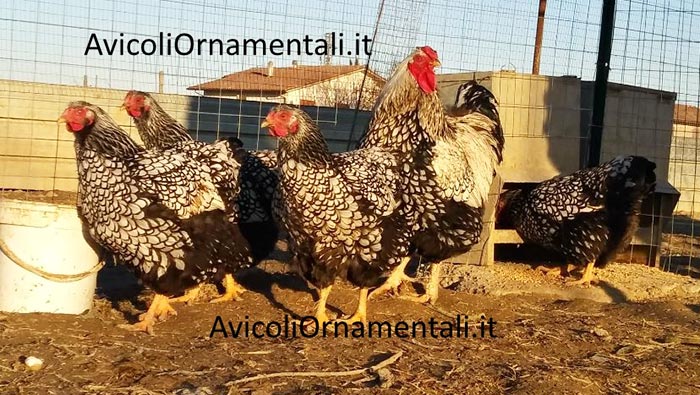 AvicoliOrnamentali.it | Allevamento galline ornamentali e ovaiole, Forlì, Emilia Romagna