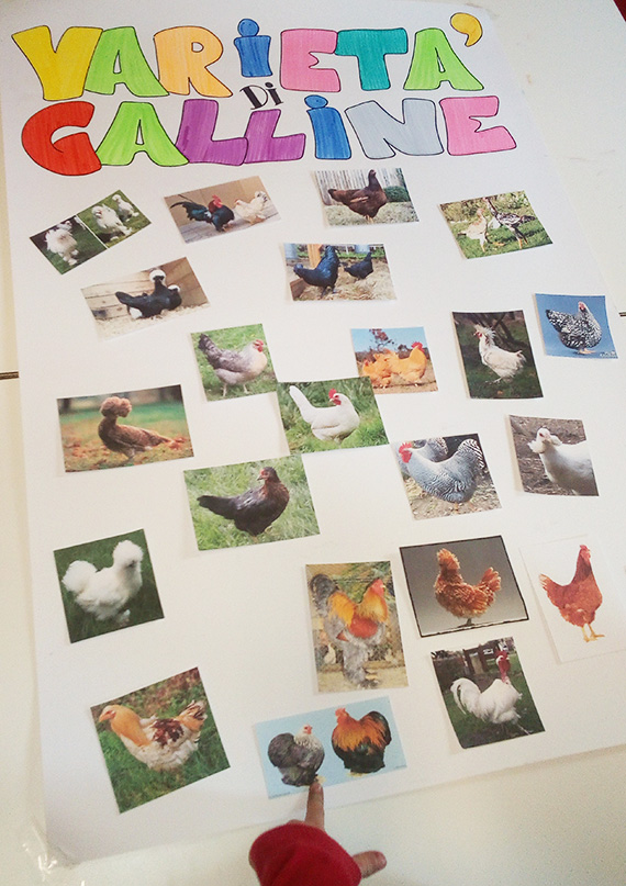 Cartellone con le vaietà di galline realizzato dai bambini