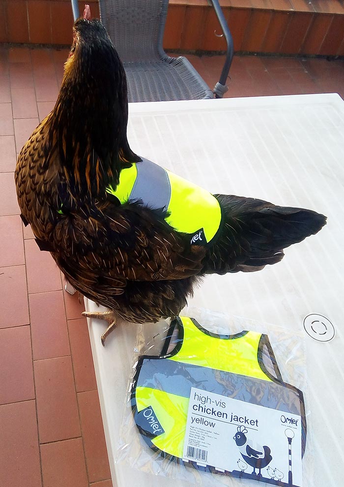 La gallina (e maestra) Nerina che indossa il gilet ad alta visibilità della Omlet.